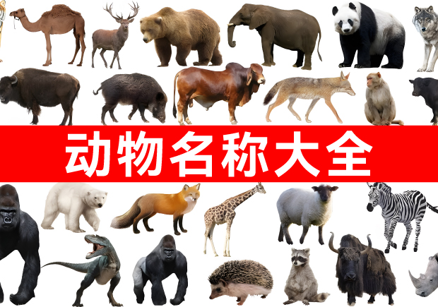 我們正在構建網(wǎng)絡上最全面的動物名稱庫！.jpg